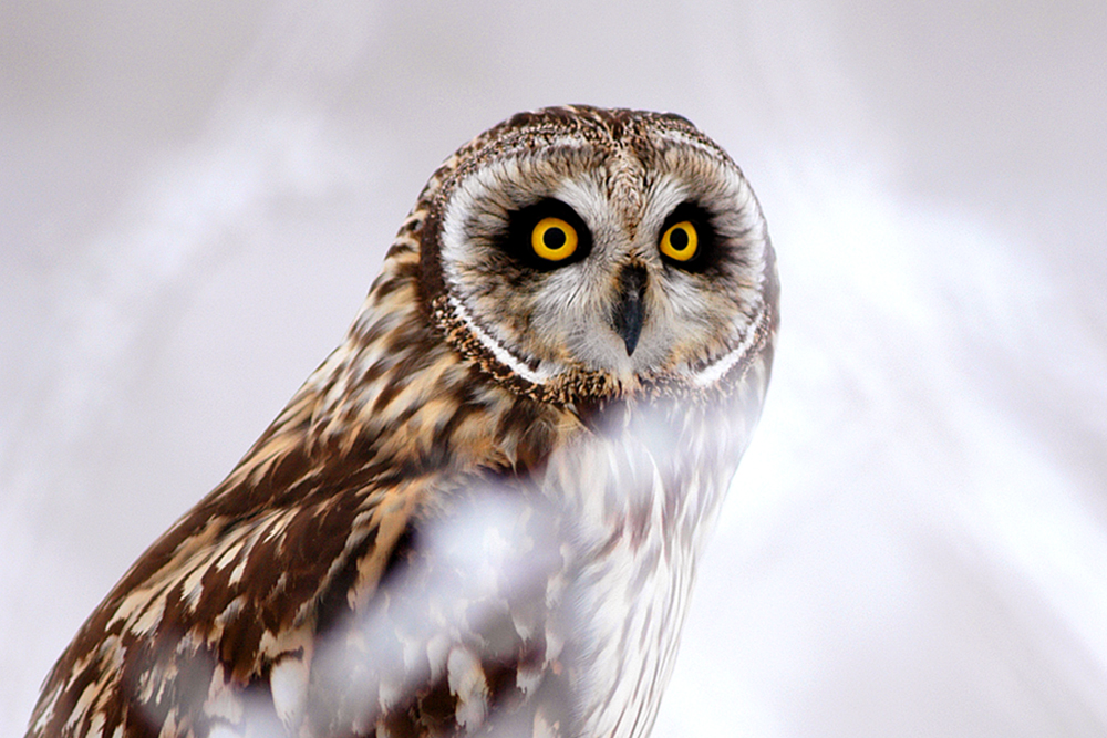 photographyTour/Short-earred Owl in winter - 005 H 72 dpi.jpg, A Short-earred Owl in Cache Valley